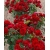 Róża rabatowa CZERWONA  z doniczki art. nr 495D